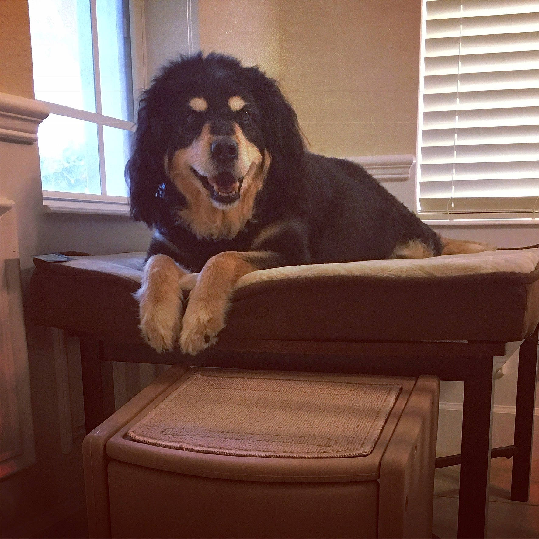 Mr Lucky is registered to the contest to win money with this photo: canidae, carnivore, companion_dog, dog, dog_breed, spaniel, sporting_group