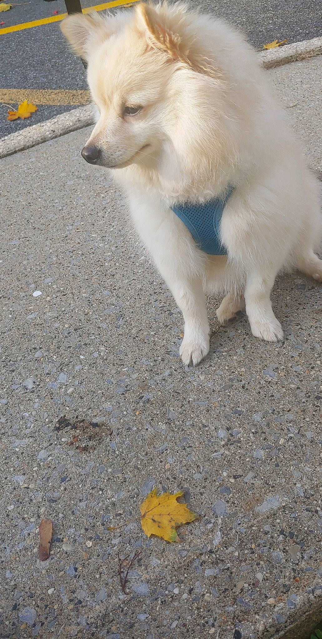 Luna is registered to the contest to win money with this photo: asphalt, canidae, carnivore, claw, companion_dog, curb, dog, dog_breed, fawn, fur, non_sporting_group, puppy, road_surface, sidewalk, sporting_group, tail, tar, working_animal