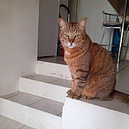 Pompon a rejoint le concours — aidez-le/la à gagner de superbes lots ! cat, orange_tabby, pet, feline, animal, sitting, stairs, staircase, indoor, home, portrait, fur, striped_fur, green_eyes, whiskers, ears, tail, tile_floor, furniture, alert