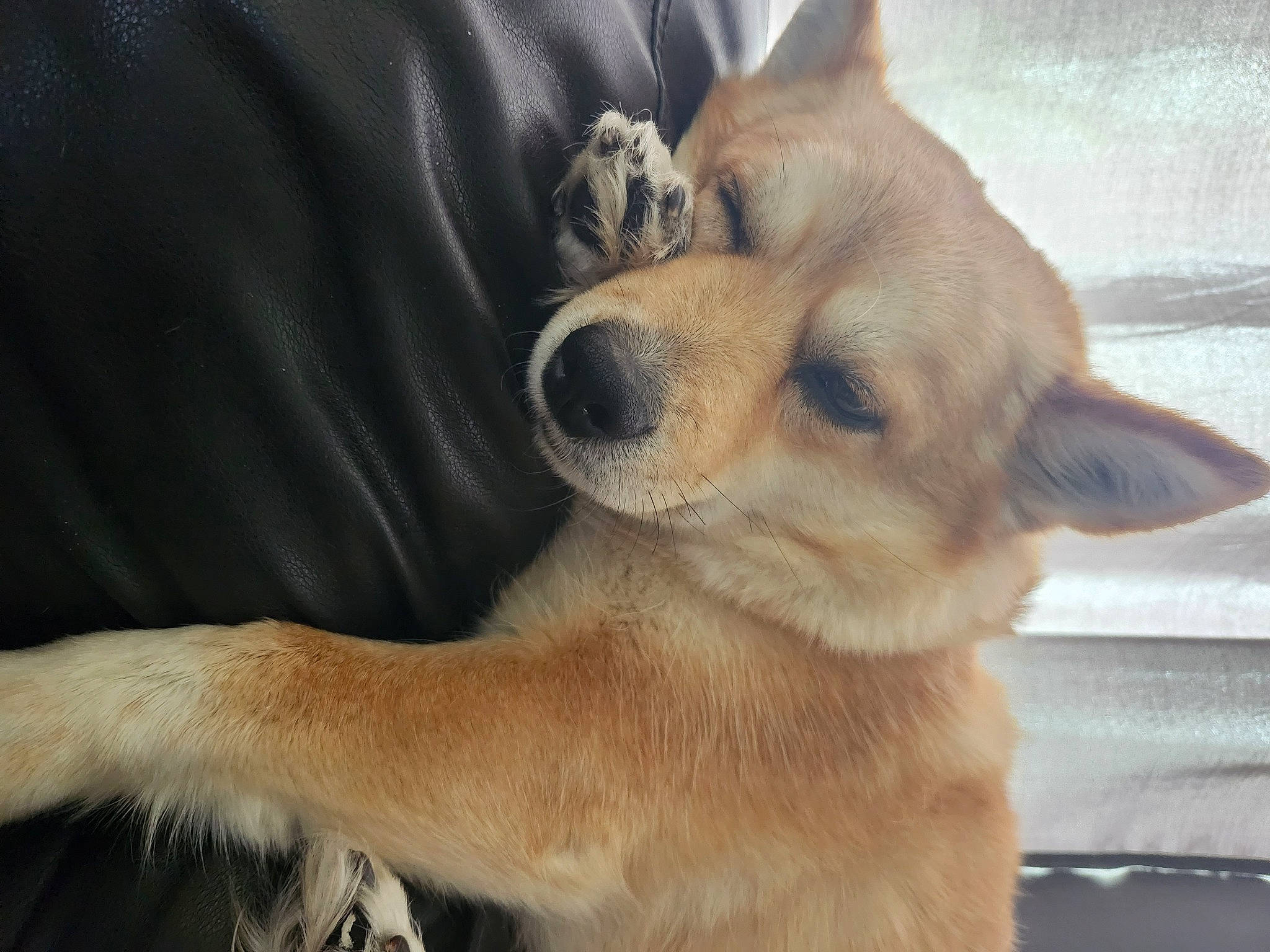 Evee joined the competition — help win amazing prizes! canidae, carnivore, companion_dog, corgi_chihuahua, dog, dog_breed, ear, eye, fawn, fur, non_sporting_group, paw, snout, sporting_group, tail, terrestrial_animal, toy_dog, whiskers, wildlife, working_animal