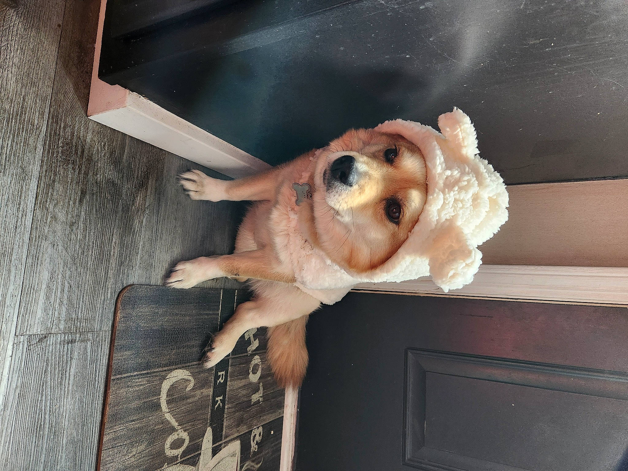 Evee is registered to the contest to win money with this photo: art, companion_dog, dog, dog_breed, eyewear, fawn, flooring, food, foot, fur, hardwood, human_leg, ingredient, leg, room, snout, sunglasses, wood, working_animal, wrist