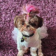Zara joined the competition — help win amazing prizes! dog, puppy, small_dog, white_shirt, tutu, pink_hair, hair_clip, purple_carpet, fluffy_carpet, pet, cute, adorable, sitting, indoor, fur, collar, tag, portrait, looking_at_camera, animal
