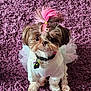 dog, puppy, small_dog, white_shirt, tutu, pink_hair, hair_clip, purple_carpet, fluffy_carpet, pet, cute, adorable, sitting, indoor, fur, collar, tag, portrait, looking_at_camera, animal