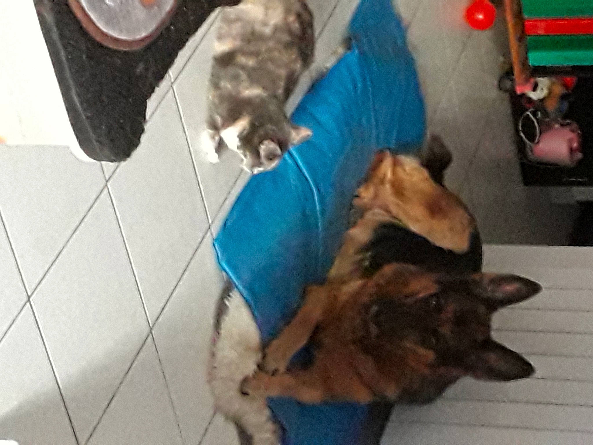 Falbala participe au concours pour gagner de l'argent avec cette photo : canidae, carnivore, cat, dog, dog_breed, felidae, fur, german_shepherd_dog, kitten, small_to_medium_sized_cats, tail