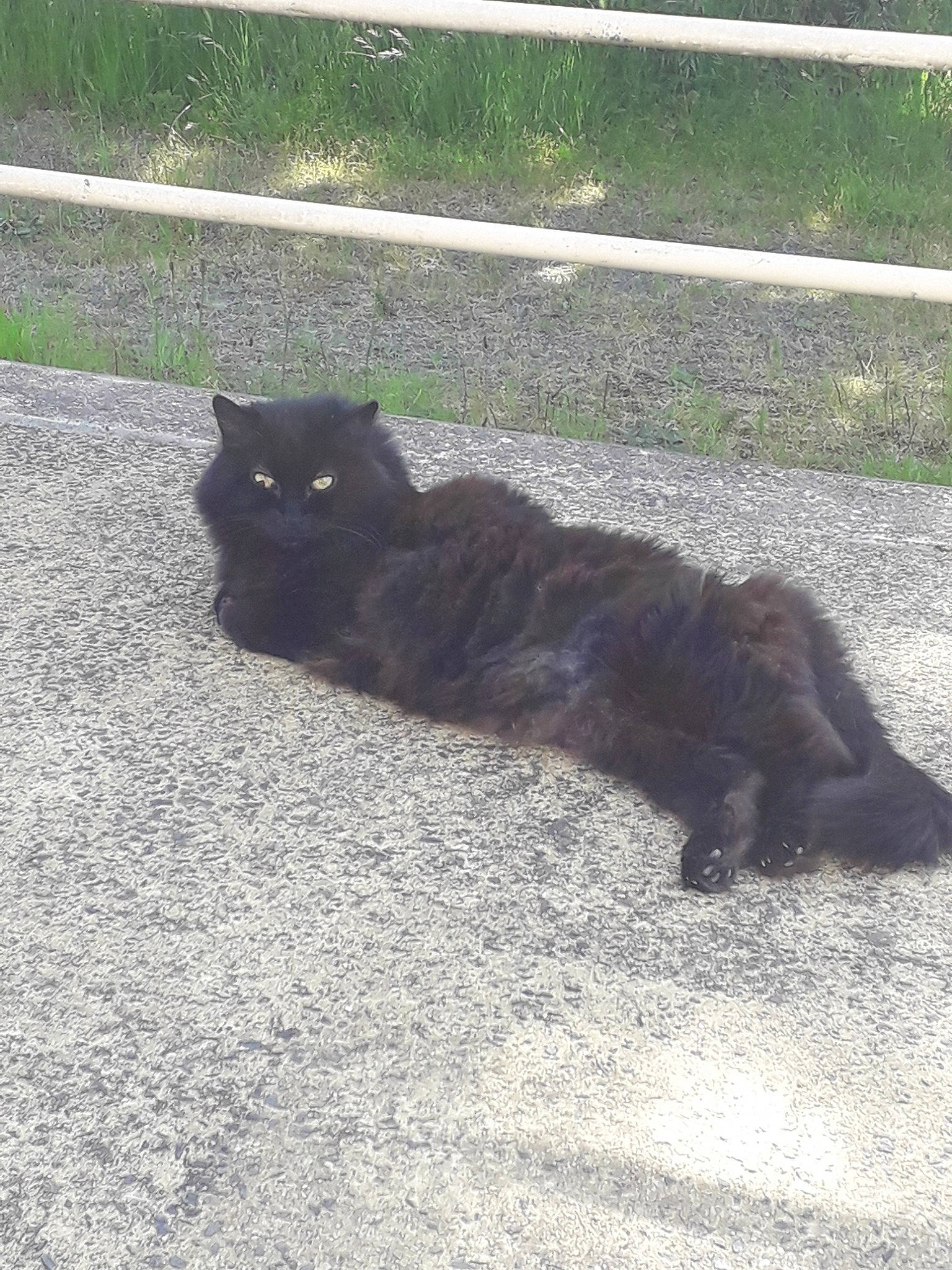 Choupette a rejoint le concours — aidez-le/la à gagner de superbes lots ! black, black_cat, bombay, carnivore, cat, domestic_long_haired_cat, domestic_short_haired_cat, felidae, fur, grass, mammal, nebelung, persian, polydactyl_cat, small_to_medium_sized_cats, tail, whiskers