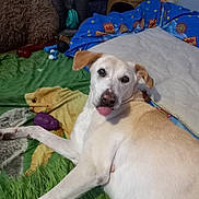 Malo participe au concours pour gagner de l'argent avec cette photo : dog, pet, indoor, blanket, toy, playful, lying_down, fur, bed, cozy, animal, mischievous, canine, comfort, resting, ears, tongue, light_color, background, fabric