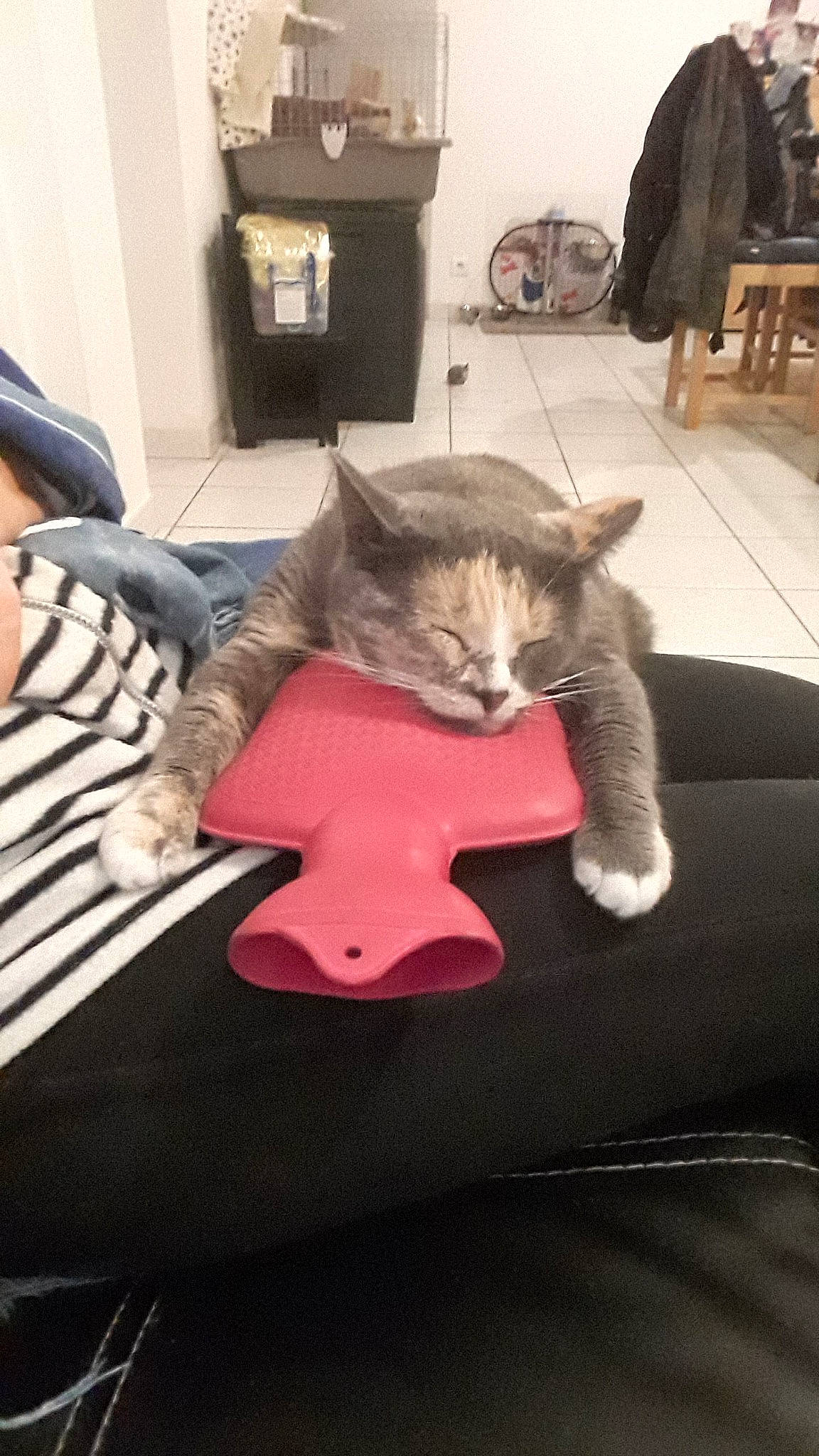 Rommy participe au concours pour gagner de l'argent avec cette photo : american_shorthair, carnivore, cat, chair, comfort, couch, domestic_short_haired_cat, european_shorthair, felidae, fur, furniture, kitten, leg, russian_blue, small_to_medium_sized_cats, tabby_cat, table, whiskers