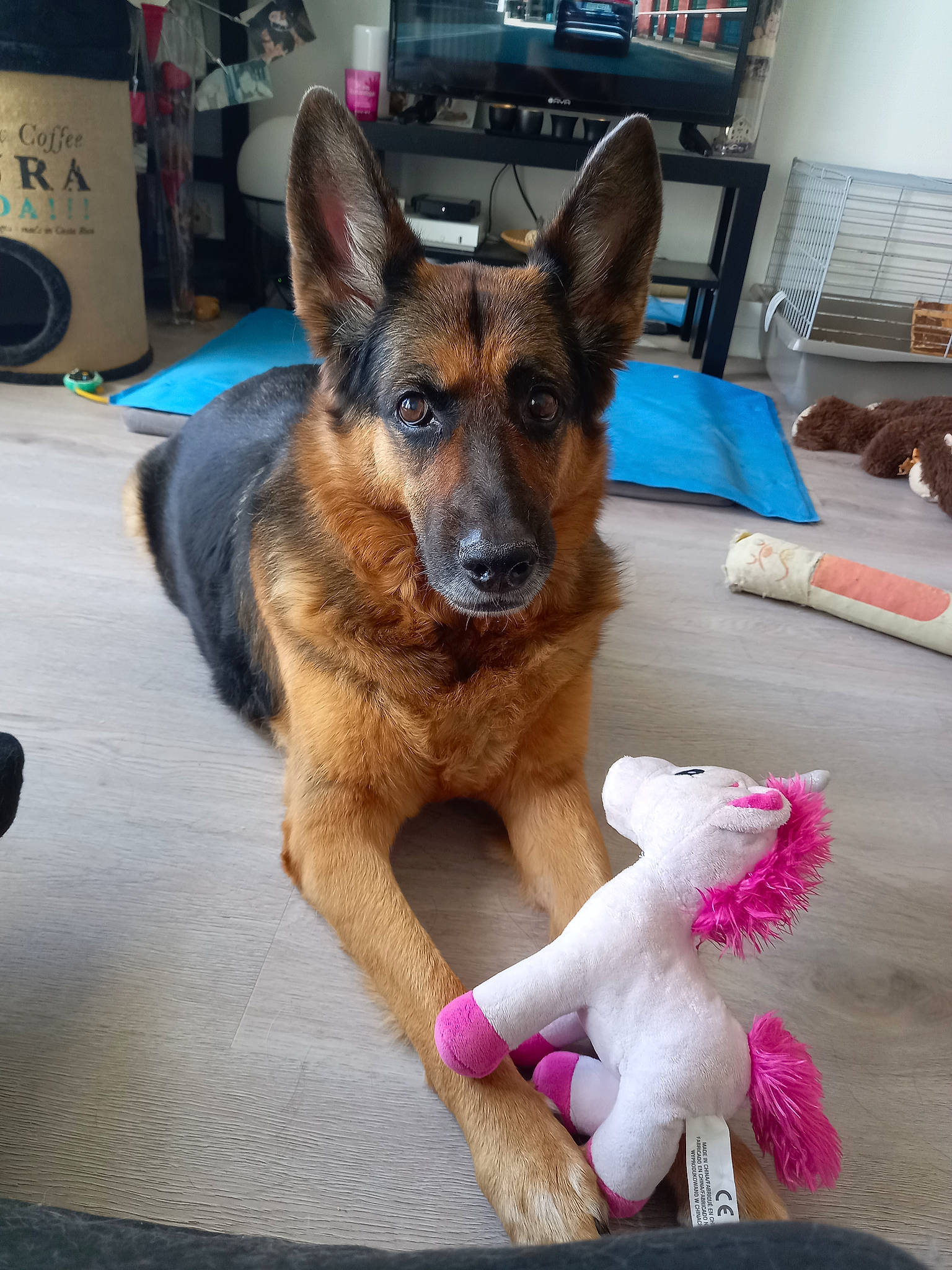 Falbala a rejoint le concours — aidez-le/la à gagner de superbes lots ! canidae, carnivore, companion_dog, dog, dog_breed, dog_supply, east_european_shepherd, fawn, flooring, fur, german_shepherd_dog, herding_dog, king_shepherd, paw, picture_frame, snout, sporting_group, tail, toy, working_dog