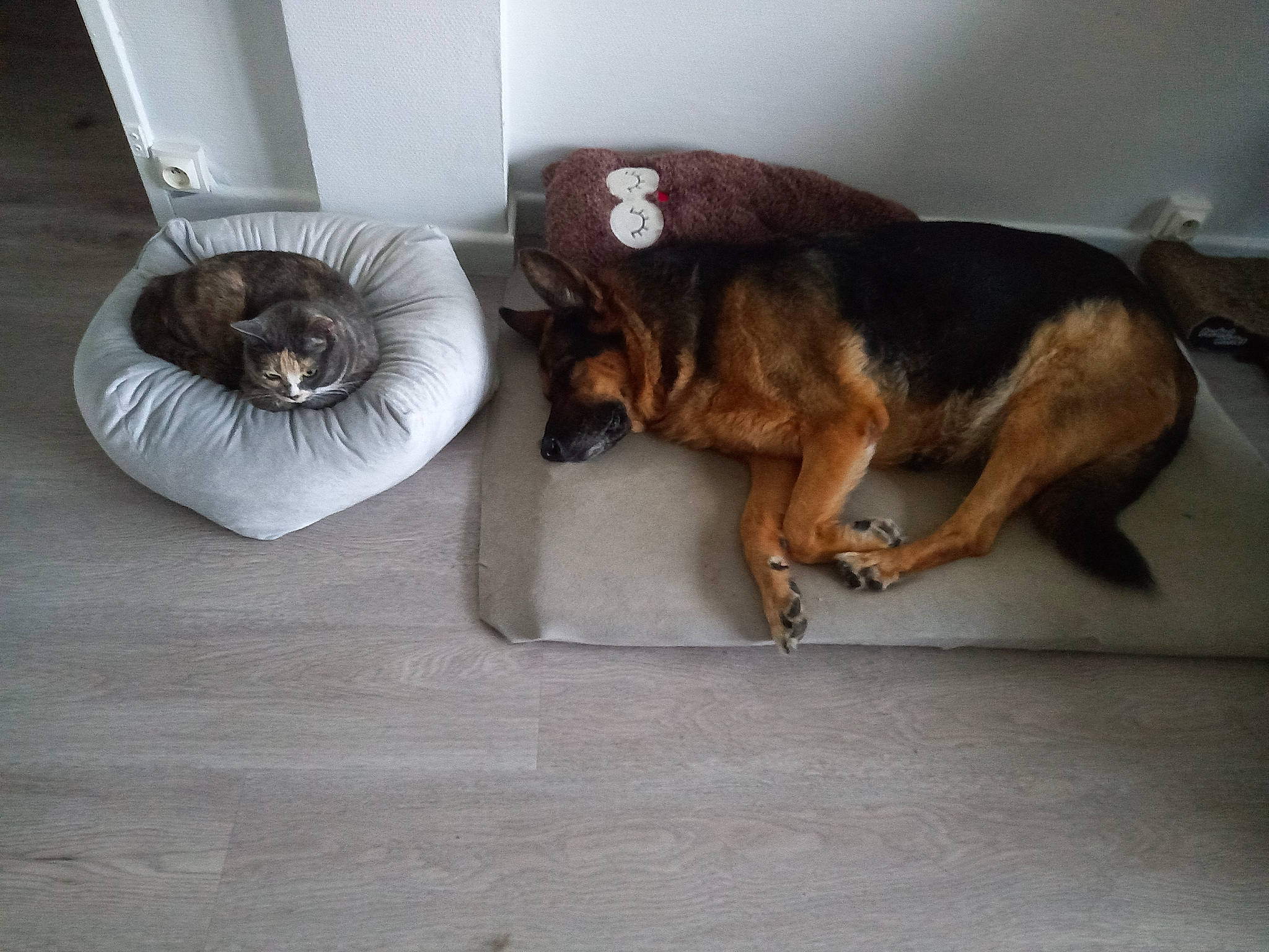 Falbala participe au concours pour gagner de l'argent avec cette photo : bean_bag, canidae, carnivore, cat_bed, comfort, companion_dog, couch, dog, dog_bed, dog_breed, fawn, flooring, fur, hardwood, mammal, sporting_group, studio_couch, tail, vertebrate, working_animal