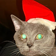 Lord Wobbs joined the competition — help win amazing prizes! cat, gray_cat, santa_hat, holiday_hat, pet, whiskers, animal, close_up, face, ears, fur, indoor, portrait, cute, christmas, festive, domestic_animal, green_eyes, flash, hat