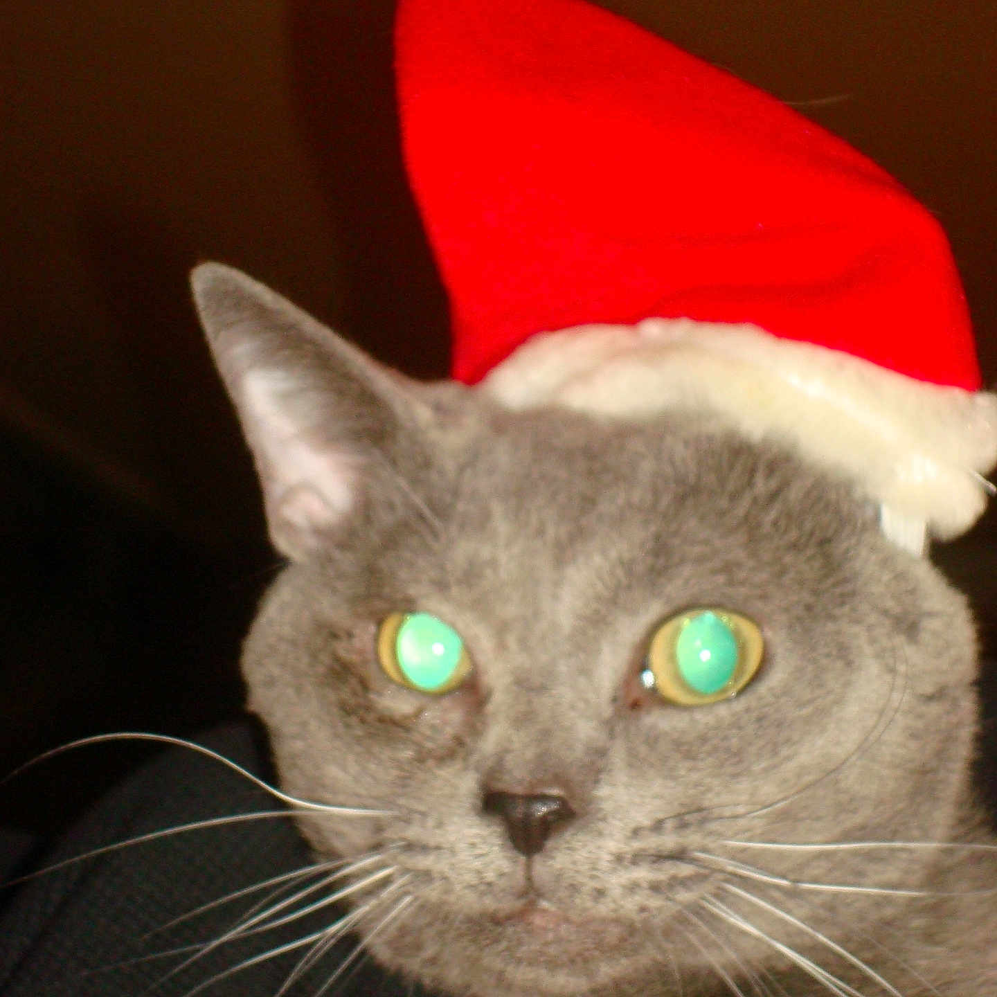 Lord Wobbs joined the competition — help win amazing prizes! animal, cat, christmas, close_up, cute, domestic_animal, ears, face, festive, flash, fur, gray_cat, green_eyes, hat, holiday_hat, indoor, pet, portrait, santa_hat, whiskers