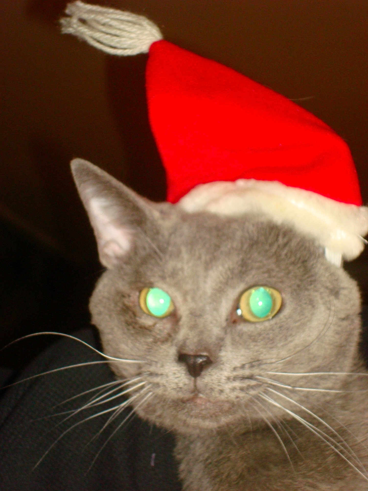 Lord Wobbs joined the competition — help win amazing prizes! cat, gray_cat, santa_hat, holiday_hat, pet, whiskers, animal, close_up, face, ears, fur, indoor, portrait, cute, christmas, festive, domestic_animal, green_eyes, flash, hat