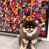 Cito participe au concours pour gagner de l'argent avec cette photo : dog, pomeranian, fluffy, smiling, sitting, floor, indoor, colorful, flowers, art, background, wall, decorative, pet, cute, animal, portrait, happy, furry, small_dog