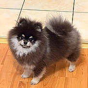 Cito participe au concours pour gagner de l'argent avec cette photo : dog, pomeranian, puppy, fluffy, pet, indoors, wooden_floor, curious, adorable, small_dog, animal, cute, fur, standing, looking_up, black_and_white, tail, ears, face, companion