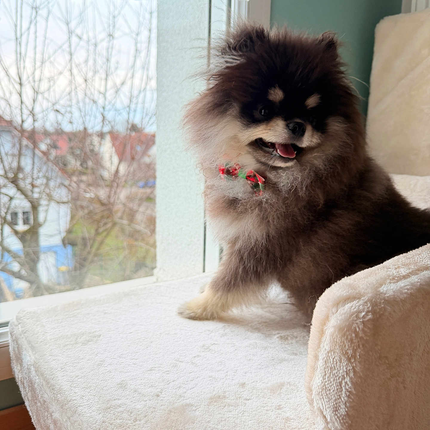 Cito participe au concours pour gagner de l'argent avec cette photo : dog, pomeranian, puppy, fluffy, collar, indoor, window, armchair, plush, white, cute, pet, smiling, fur, happy, cozy, home, natural_light, animal, small_dog