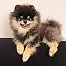 Cito participe au concours pour gagner de l'argent avec cette photo : dog, pomeranian, fluffy, smiling, pet, animal, cute, fur, indoor, resting, black_surface, light_brown, dark_brown, tongue_out, small_dog, portrait, friendly, companion, domestic_animal, canine
