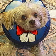 Kevin joined the competition — help win amazing prizes! adorable, beige_fur, bow_tie, carpet, closeup, dog, floppy_ears, indoor, inflatable_cone, large_eyes, looking_up, patterned_rug, paws, pet, portrait, puppy, sitting, small_dog, tuxedo_cone, whiskers