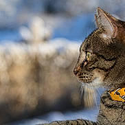 Tiana a rejoint le concours — aidez-le/la à gagner de superbes lots ! cat, tabby_cat, close_up, profile, animal, pet, fur, whiskers, collar, yellow_collar, outdoor, nature, blurred_background, focused, side_view, mammal, domestic_cat, feline, portrait, looking_away