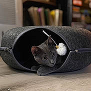 Bandit joined the competition — help win amazing prizes! animal, blurred_background, cat, closeup, cozy, curious, domestic, felt_tunnel, floor, furniture, gray_cat, household, indoor, kitten, pet, playful, pom_pom, resting, toy, wood_floor