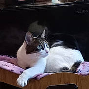 Lavender is registered to the contest to win money with this photo: cat, tabby_cat, white_cat, feline, pet, indoor, resting, blanket, wooden_furniture, household_items, mug, carton, curious, green_eyes, paw, relaxed, domestic_animal, fur, side_view, cozy
