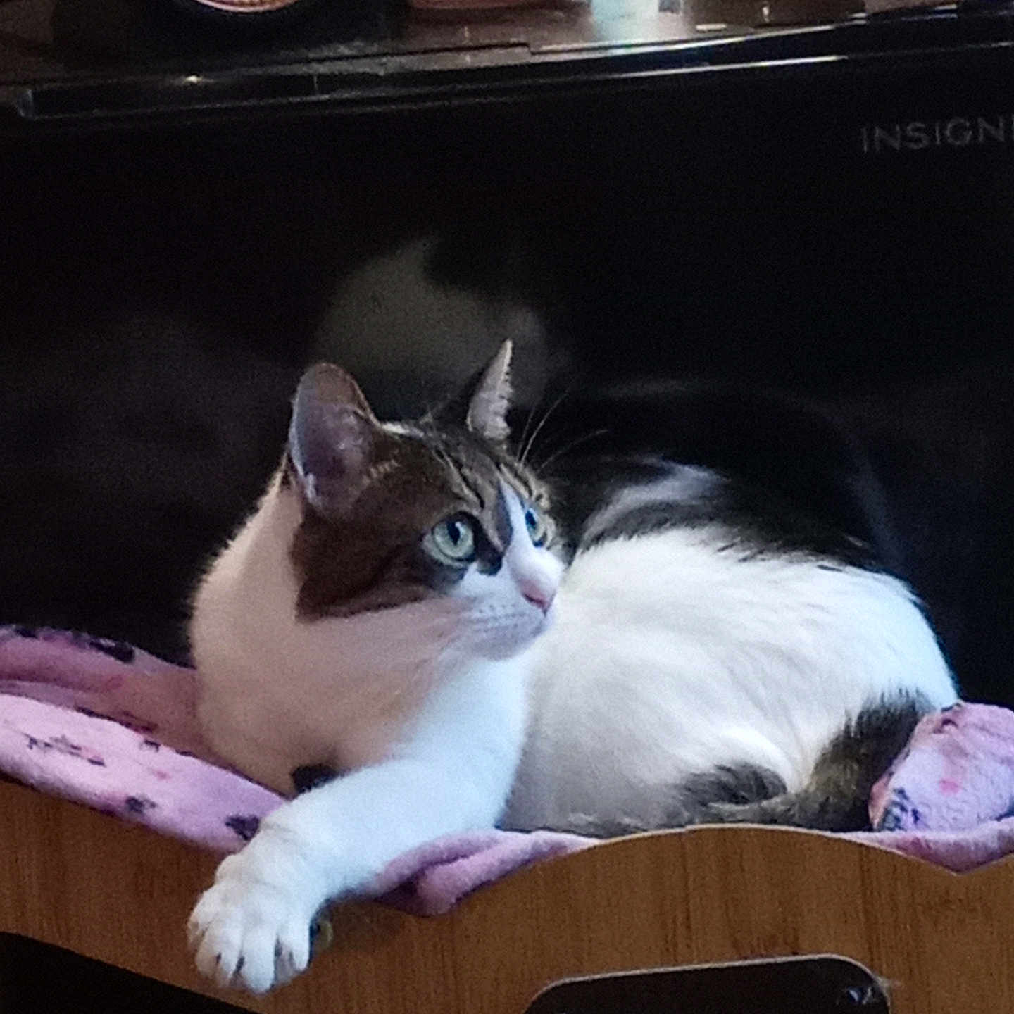 Lavender is registered to the contest to win money with this photo: cat, tabby_cat, white_cat, feline, pet, indoor, resting, blanket, wooden_furniture, household_items, mug, carton, curious, green_eyes, paw, relaxed, domestic_animal, fur, side_view, cozy