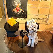 Lilibet is registered to the contest to win money with this photo: art, black_chair, canine, chair, curly_fur, decor, dog, event_text, flooring, furniture, indoor, leash, modern_art, painting, pet, room, seating_area, table, wooden_floor, yellow_pillow