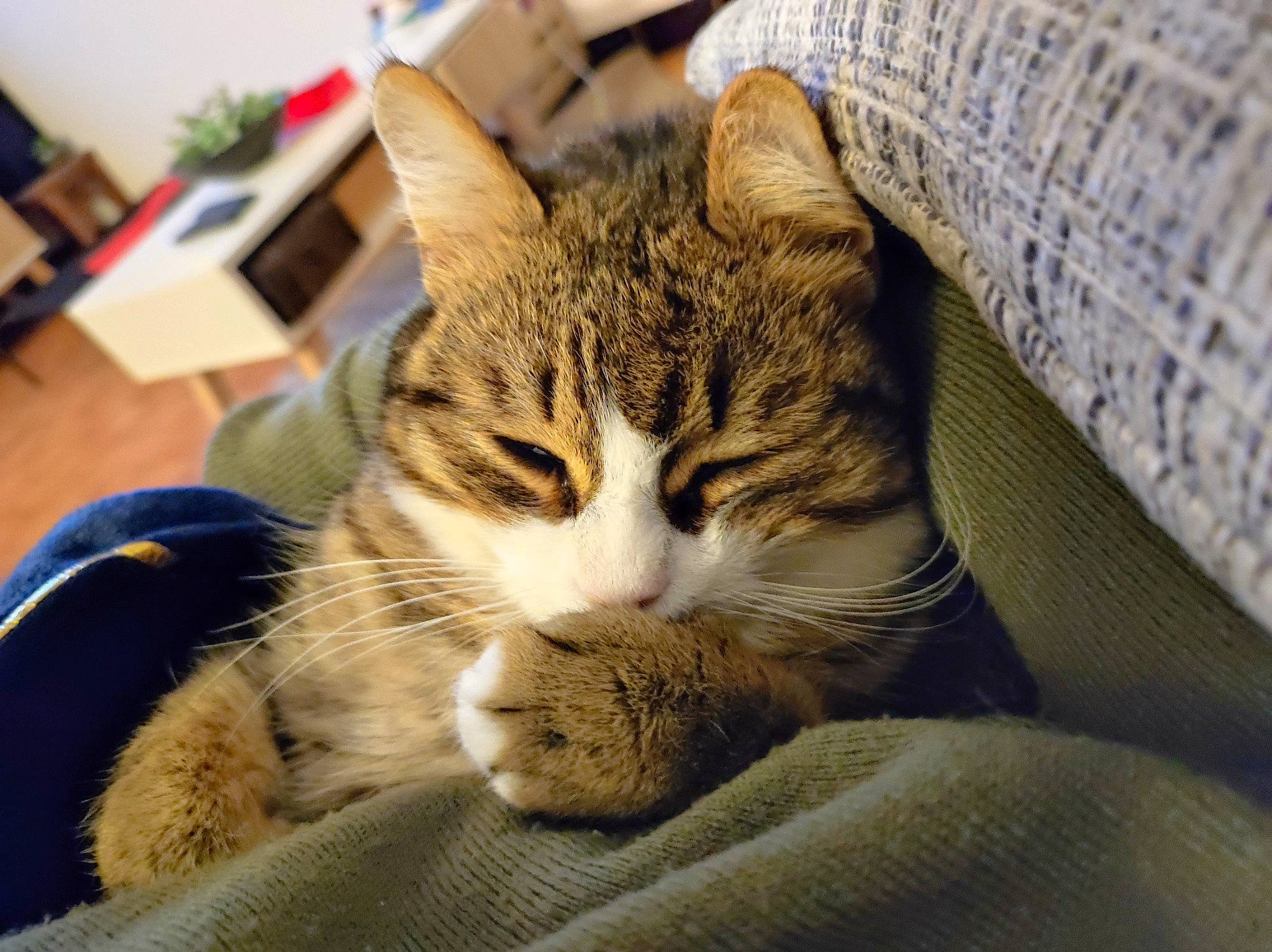 Lily a rejoint le concours — aidez-le/la à gagner de superbes lots ! carnivore, cat, cat_supply, claw, comfort, domestic_short_haired_cat, eye, fawn, felidae, fur, grass, houseplant, nap, paw, plant, sitting, small_to_medium_sized_cats, snout, tail, whiskers