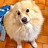 black_eyes, blue_cloth, brown, close_up, cream_colored, cute, dog, fluffy, fur, indoors, looking_up, nose, orange, pet, portrait, puppy, sitting, standing, tile_floor, white