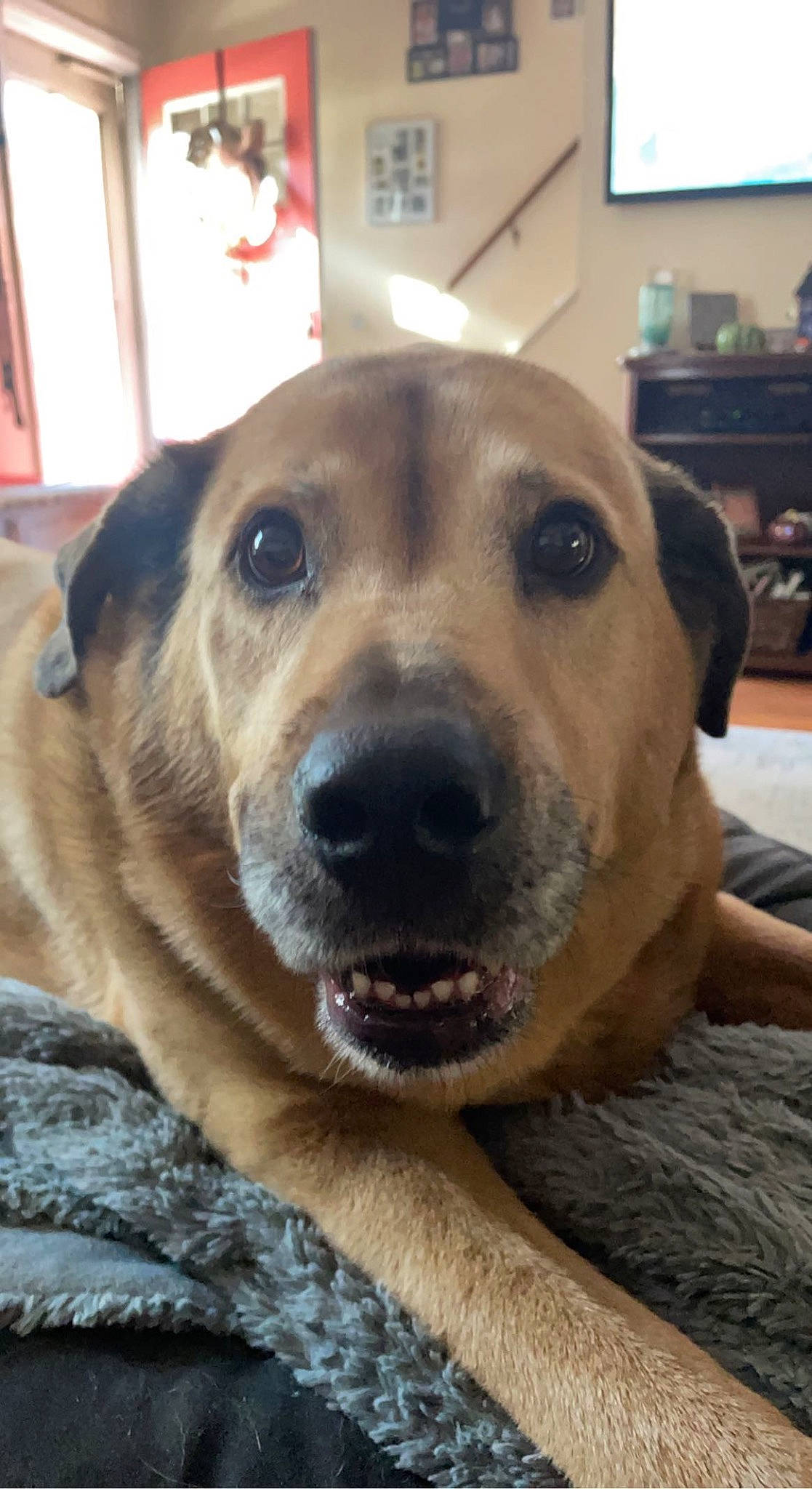 Angel joined the competition — help win amazing prizes! cable_television, canidae, carnivore, collar, companion_dog, dog, dog_breed, dog_collar, fawn, fur, guard_dog, picture_frame, shelf, snout, sporting_group, television, whiskers, working_animal, working_dog