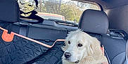 Maximus joined the competition — help win amazing prizes! animal, backseat, car, cute, daylight, decal, dog, funny, harness, indoor, leather_seat, mask, pet, seat, seat_cover, sunroof, transportation, vehicle, white_dog, window