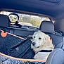 animal, backseat, car, cute, daylight, decal, dog, funny, harness, indoor, leather_seat, mask, pet, seat, seat_cover, sunroof, transportation, vehicle, white_dog, window