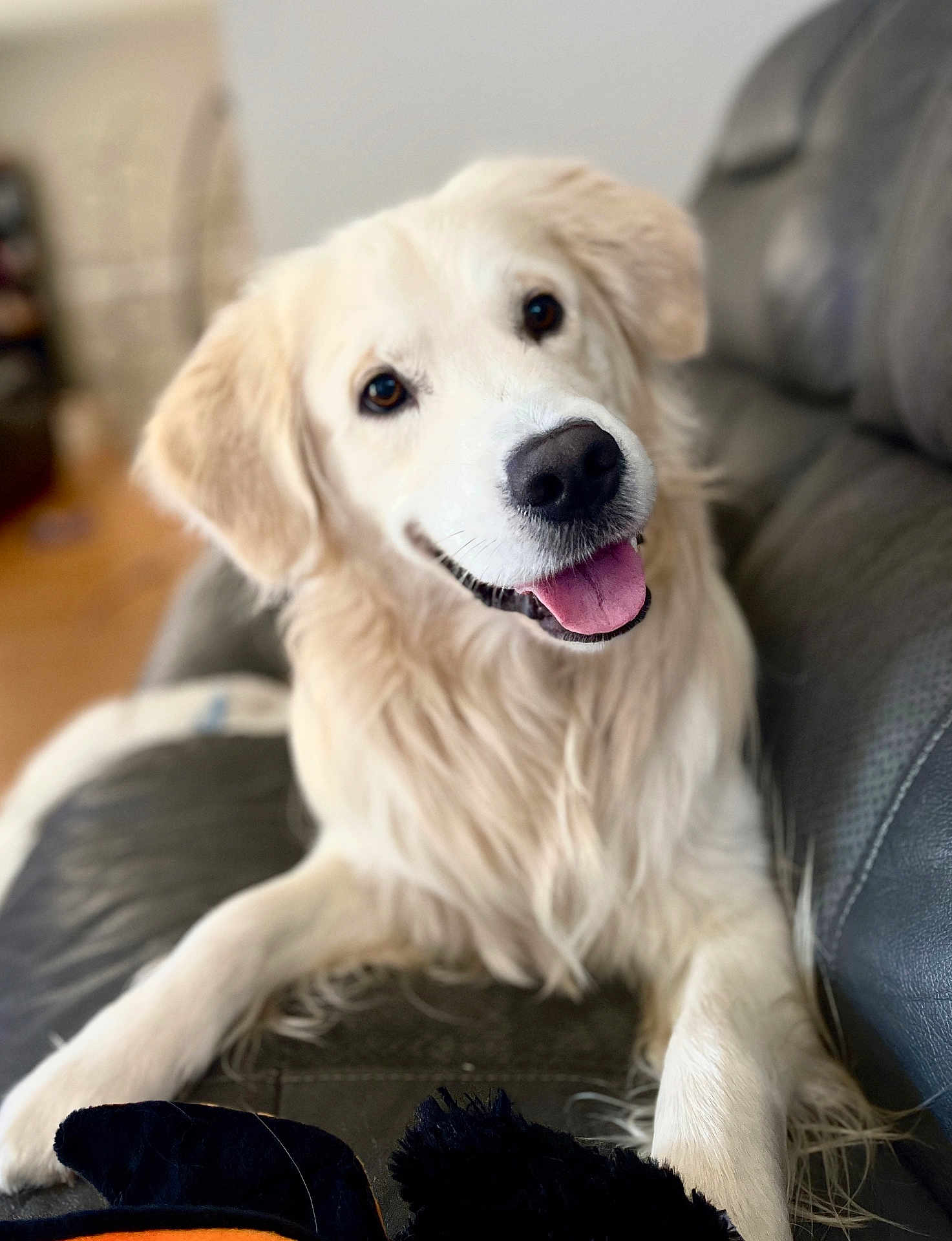Maximus