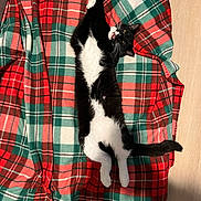 Oreo joined the competition — help win amazing prizes! cat, black_and_white, stretching, blanket, plaid, indoor, pet, animal, feline, whiskers, paws, tail, relaxed, cozy, floor, fur, cute, playful, resting, home