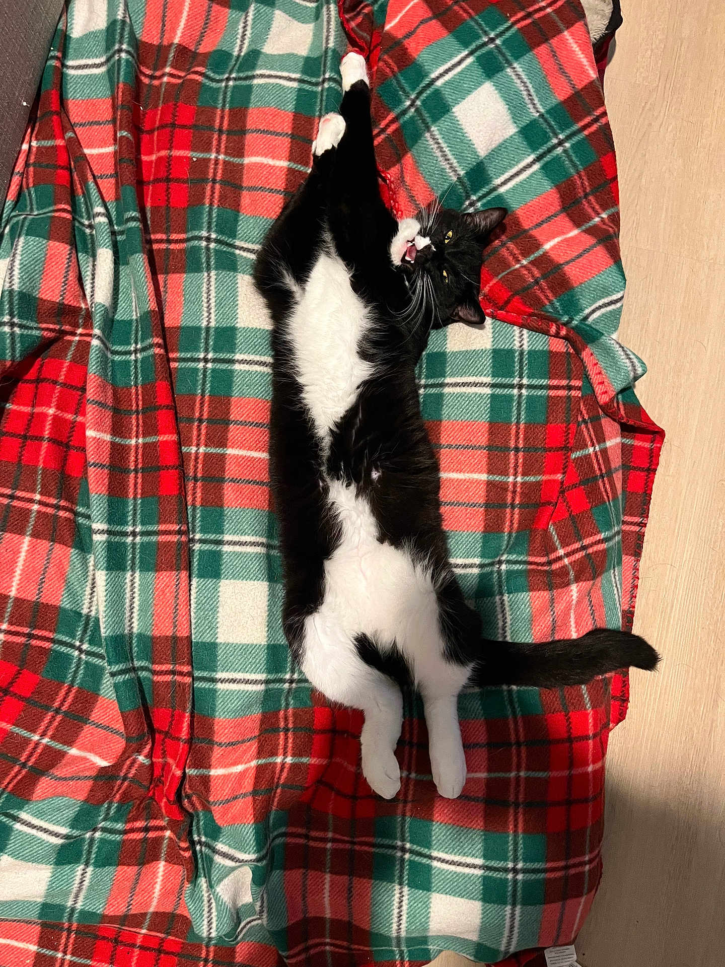 Oreo joined the competition — help win amazing prizes! cat, black_and_white, stretching, blanket, plaid, indoor, pet, animal, feline, whiskers, paws, tail, relaxed, cozy, floor, fur, cute, playful, resting, home