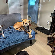 Otto is registered to the contest to win money with this photo: animal, black_dog, blanket, brown_dog, collar, couch, curtain, dog, door, floor, furniture, indoor, light_switch, living_room, pet, relaxing, rug, small_dog, wall, wood_floor