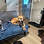 dog, couch, blanket, floor, door, curtain, indoor, pet, living_room, furniture, animal, relaxing, brown_dog, small_dog, black_dog, collar, wood_floor, rug, wall, light_switch