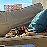 Maybelline is registered to the contest to win money with this photo: apartment_building, blue_cushion, cat, couch, cozy, curled_up, cushion, feline, home, indoors, living_room, nap, pet, photography, pillow, relaxed, sleeping, sofa, sunlight, window