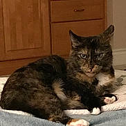 Maybelline joined the competition — help win amazing prizes! animal, bed, bedroom, blanket, cat, ears, eyes, feline, fur, indoor, lying_down, paws, pet, photography, portrait, relaxed, staring, tortoiseshell, whiskers, wooden_cabinets