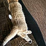 Lexy is registered to the contest to win money with this photo: animal, back_view, beige, cat, cozy, cute, domestic, feline, floor, fur, indoor, legs, lying_down, mammal, paw, pet, relaxing, resting, tail, texture