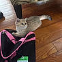 animal, black, cat, closeup, curious, cute, domestic_cat, flooring, fur, furniture_leg, home, indoor, kitten, luggage_tag, pet_carrier, pink, resting, small, tag, wooden_floor