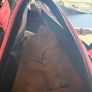 Lexy joined the competition — help win amazing prizes! animal, black, carrier, cat, cozy, cute, domestic, fabric, feline, fluffy, indoor, paw, pet, quiet, red, resting, sleeping, soft, warm, zipper