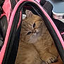 Lexy is registered to the contest to win money with this photo: animal, bag, black_bag, cat, closeup, cozy, cute, ears, feline, fur, indoor, orange_cat, paw, pet, pink_bag, relaxed, resting, sleepy, whiskers, zipper
