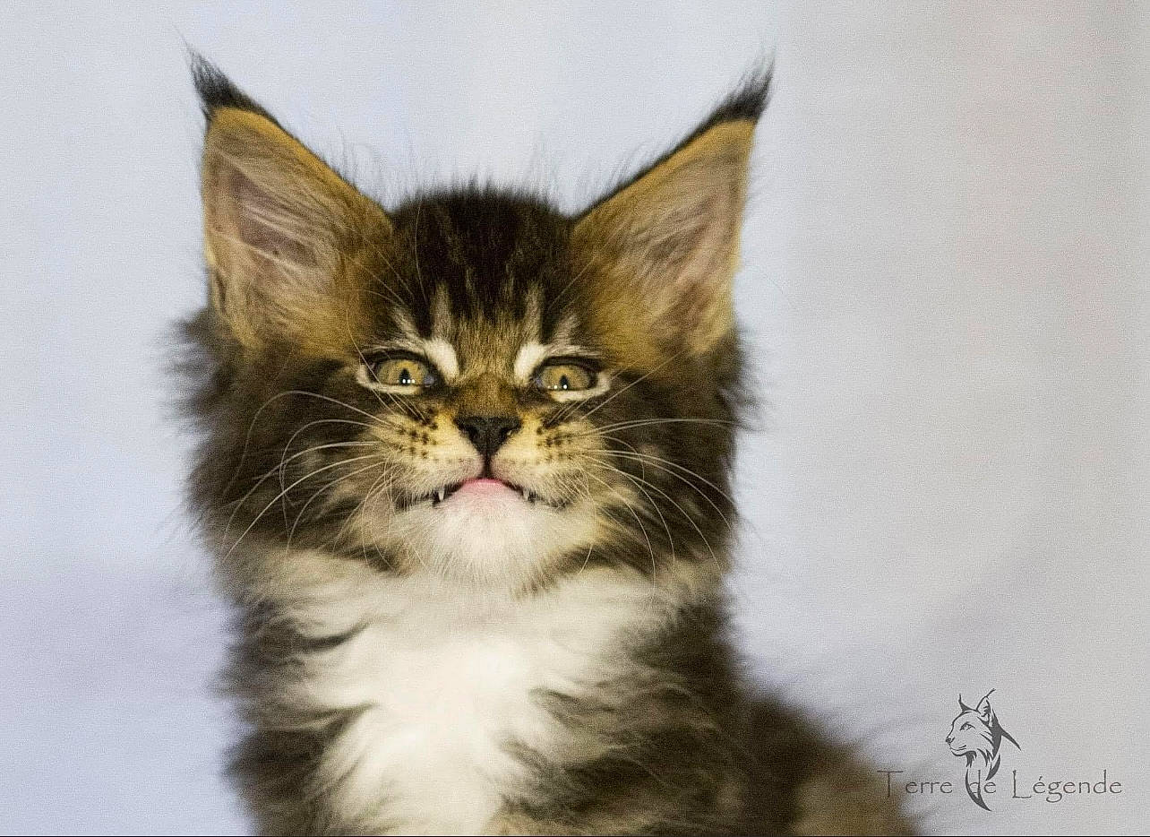 Simon participe au concours pour gagner de l'argent avec cette photo : art, carnivore, cat, claw, domestic_short_haired_cat, felidae, fur, illustration, small_to_medium_sized_cats, snout, tail, terrestrial_animal, whiskers, wildlife