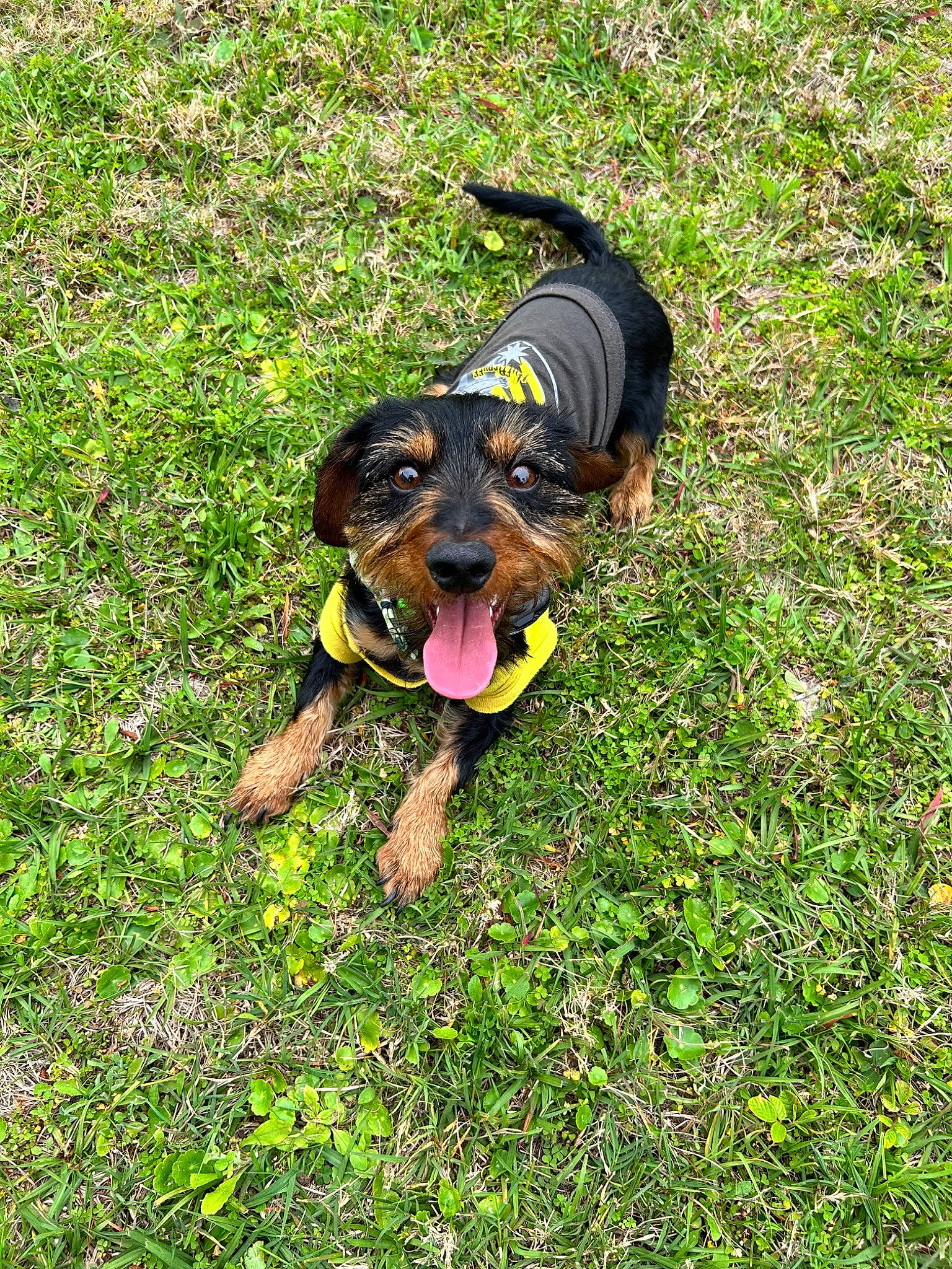 Hershey joined the competition — help win amazing prizes! canidae, carnivore, companion_dog, dog, dog_breed, grass, grass_family, grassland, groundcover, guard_dog, happy, lawn, pasture, people_in_nature, plant, shrub, sporting_group, tail, toy_dog, working_dog