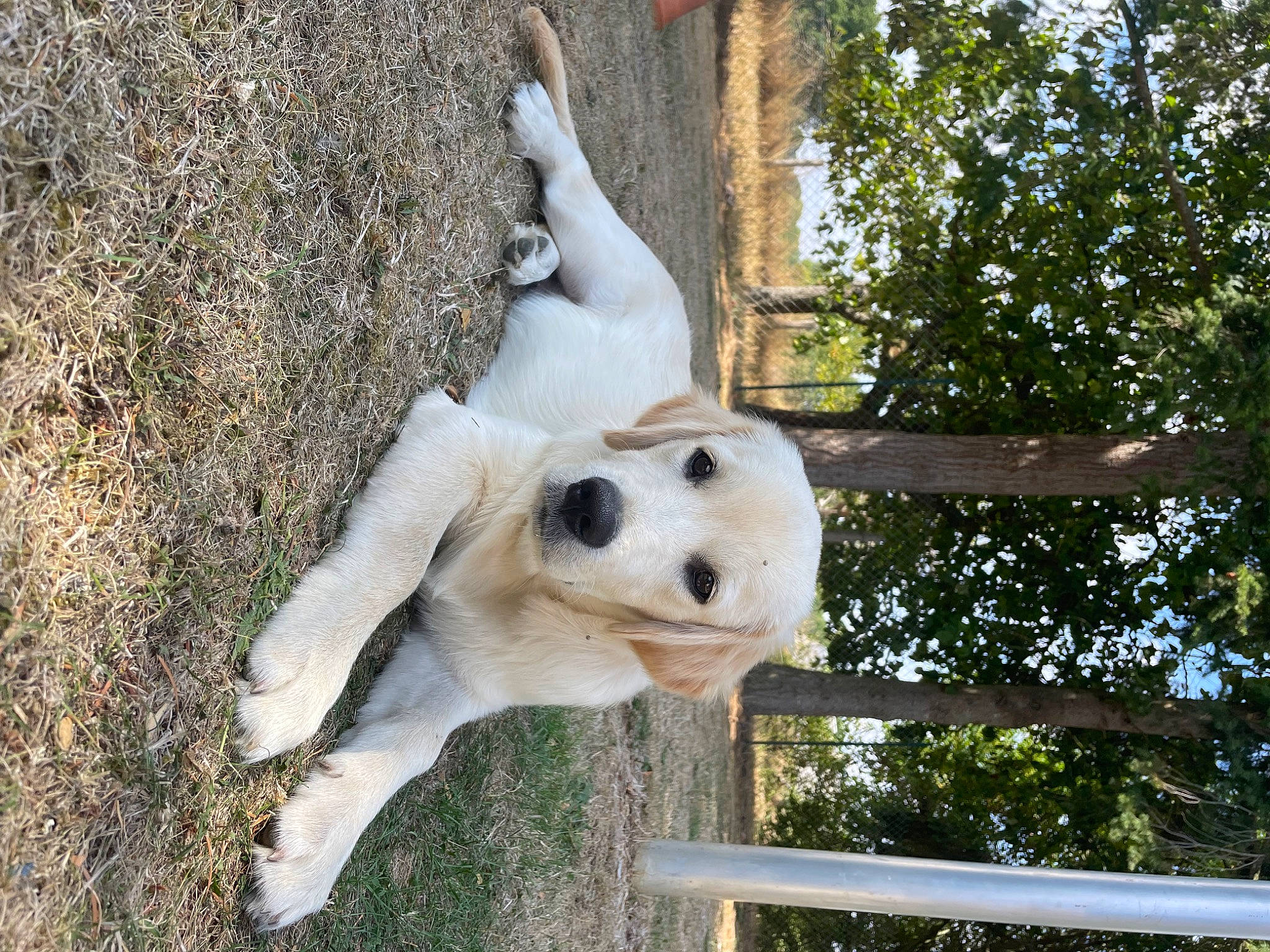 Tyago a rejoint le concours — aidez-le/la à gagner de superbes lots ! canidae, carnivore, collar, companion_dog, dog, dog_breed, fawn, fence, fur, non_sporting_group, plant, snout, sporting_group, tail, tree, wildlife, wood, working_animal