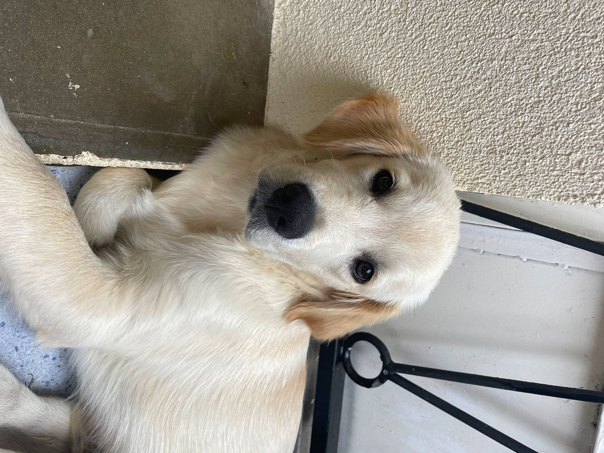 Tyago a rejoint le concours — aidez-le/la à gagner de superbes lots ! canidae, carnivore, collar, companion_dog, dog, dog_breed, fawn, fur, non_sporting_group, paw, pet_supply, puppy, snout, sporting_group, tail, terrestrial_animal, whiskers, working_animal