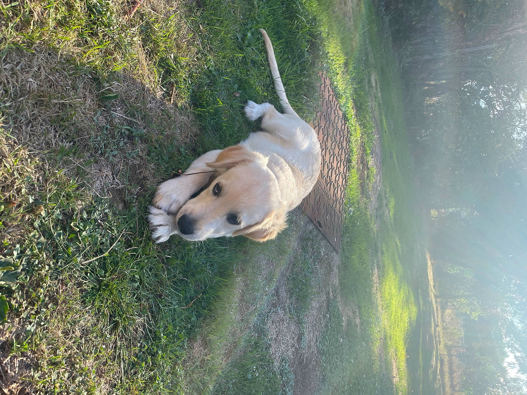 Tyago participe au concours pour gagner de l'argent avec cette photo : adventure, carnivore, companion_dog, dog, dog_breed, grass, grassland, landscape, pasture, plant, recreation, soil, tail, terrestrial_animal, tree, water, wilderness, wildlife, wood, working_animal