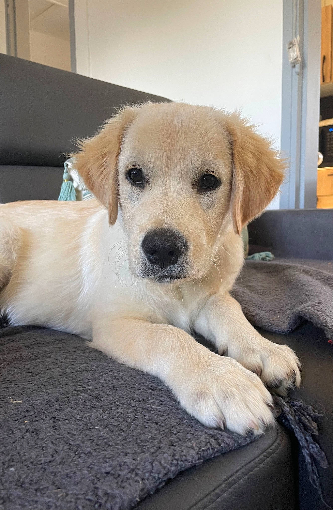 Tyago participe au concours pour gagner de l'argent avec cette photo : canidae, carnivore, companion_dog, dog, dog_breed, fawn, flooring, fur, paw, pet_supply, plant, snout, sporting_group, tail, tree, whiskers, working_dog