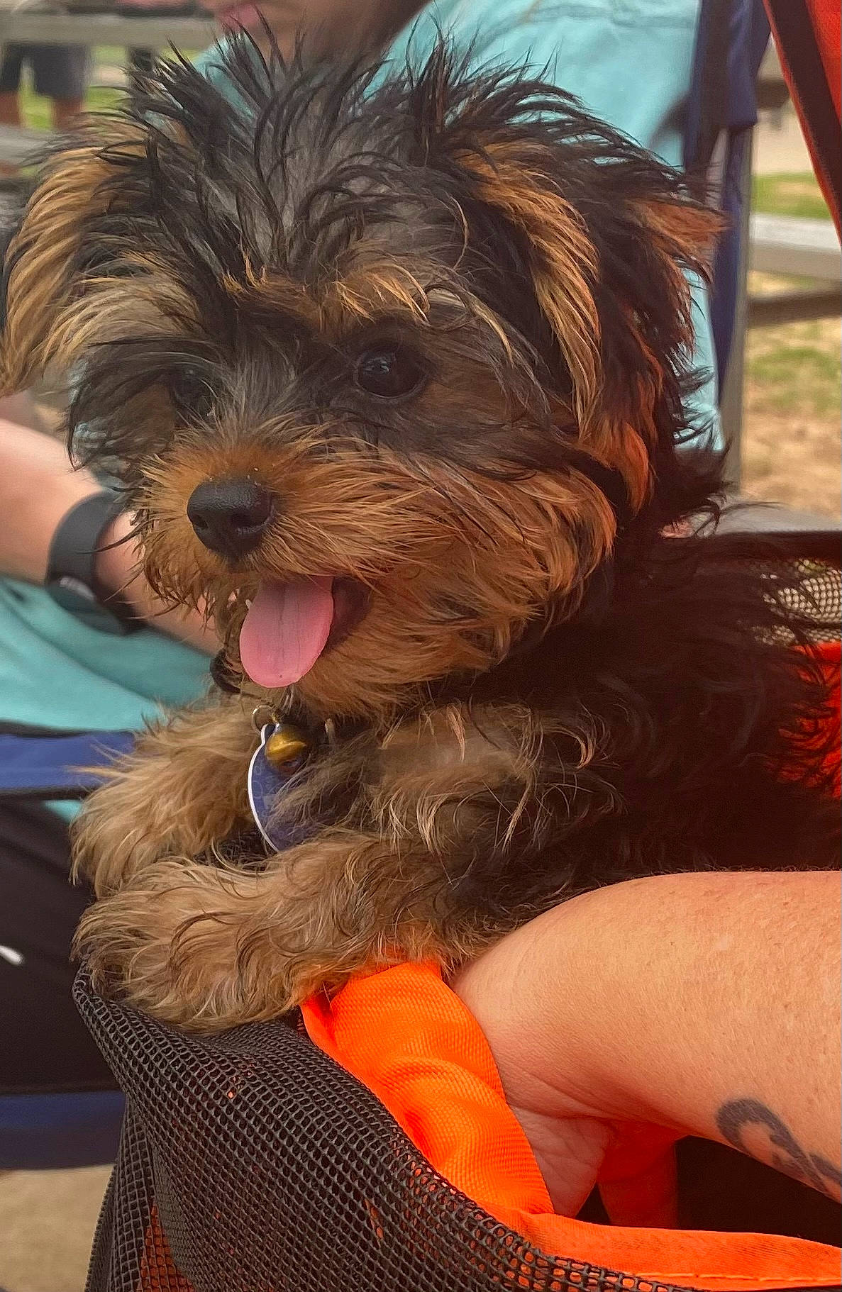 Dalton joined the competition — help win amazing prizes! carnivore, companion_dog, dog, dog_breed, dog_collar, dog_supply, fur, hat, liver, orange, poodle_crossbreed, puppy_love, small_terrier, smile, snout, sporting_group, terrier, toy_dog, working_animal, yorkipoo