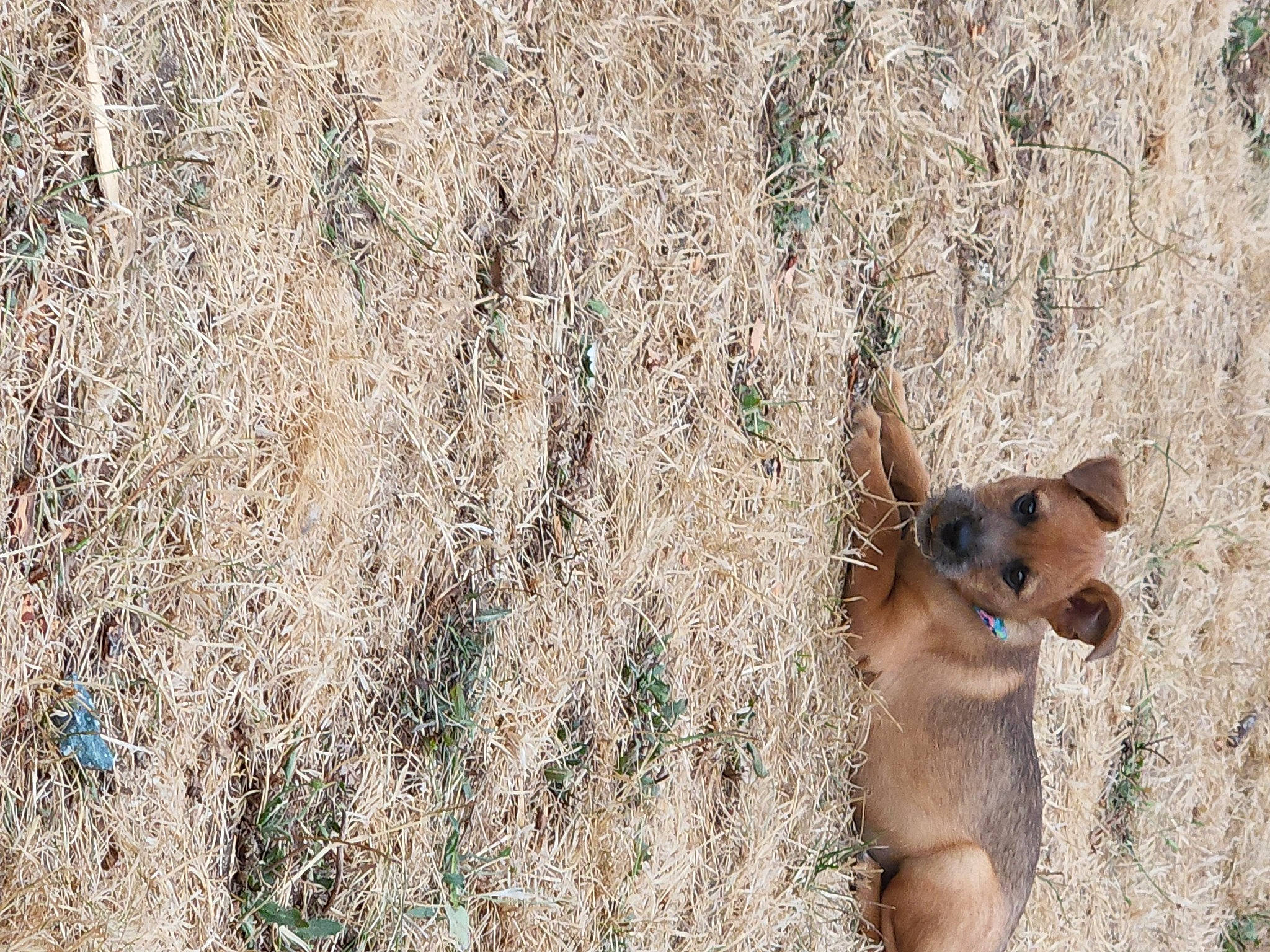Sadie Mae is registered to the contest to win money with this photo: canidae, carnivore, companion_dog, deer, dog, dog_breed, fawn, fur, grass, grass_family, landscape, plant, soil, sporting_group, tail, terrestrial_animal, tree, whiskers, wildlife, working_animal